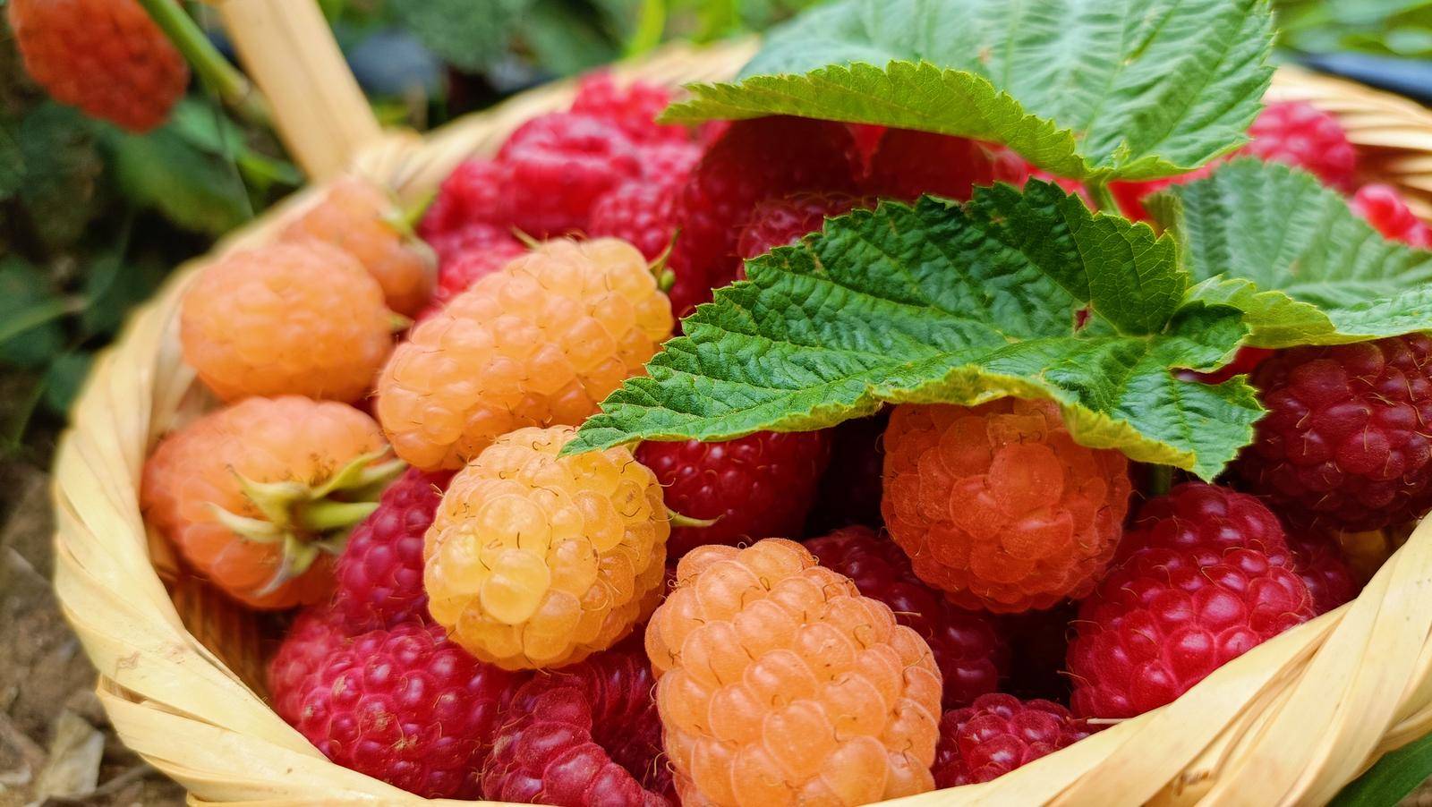 布：闭店停止运营！曾拥有数千家门店……PG麻将胡了2【开屏早知道】知名品牌宣(图11)